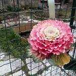 Διαμέρισμα Veronauptoyou *